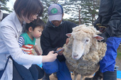 5月18・19、25・26日、羊の毛刈りイベントを開催します