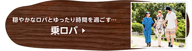 穏やかなロバとゆったり時間を過ごす… 乗ロバ