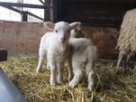 動物の赤ちゃんが生まれました！