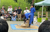 羊の毛刈りイベント(5/16～週末開催)